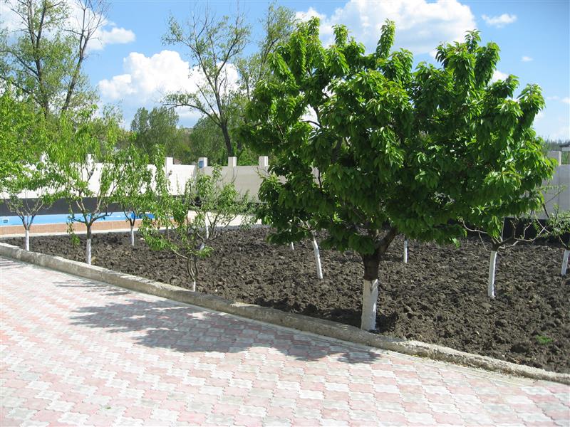 Superb Three Bed House with Guest House Chisinau Moldova Esales